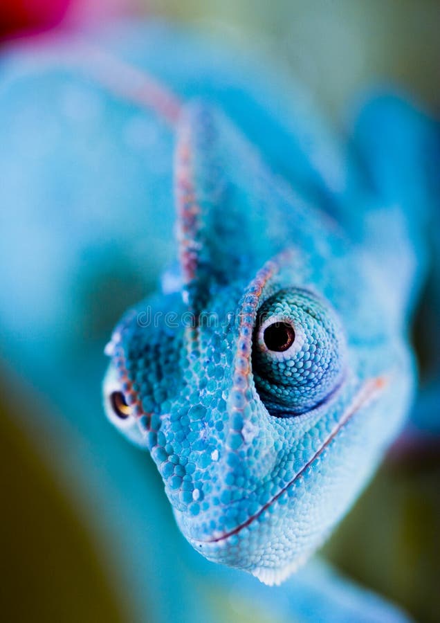 Camaleones pertenecer sobre el uno de el mejor conocido lagarto familias.