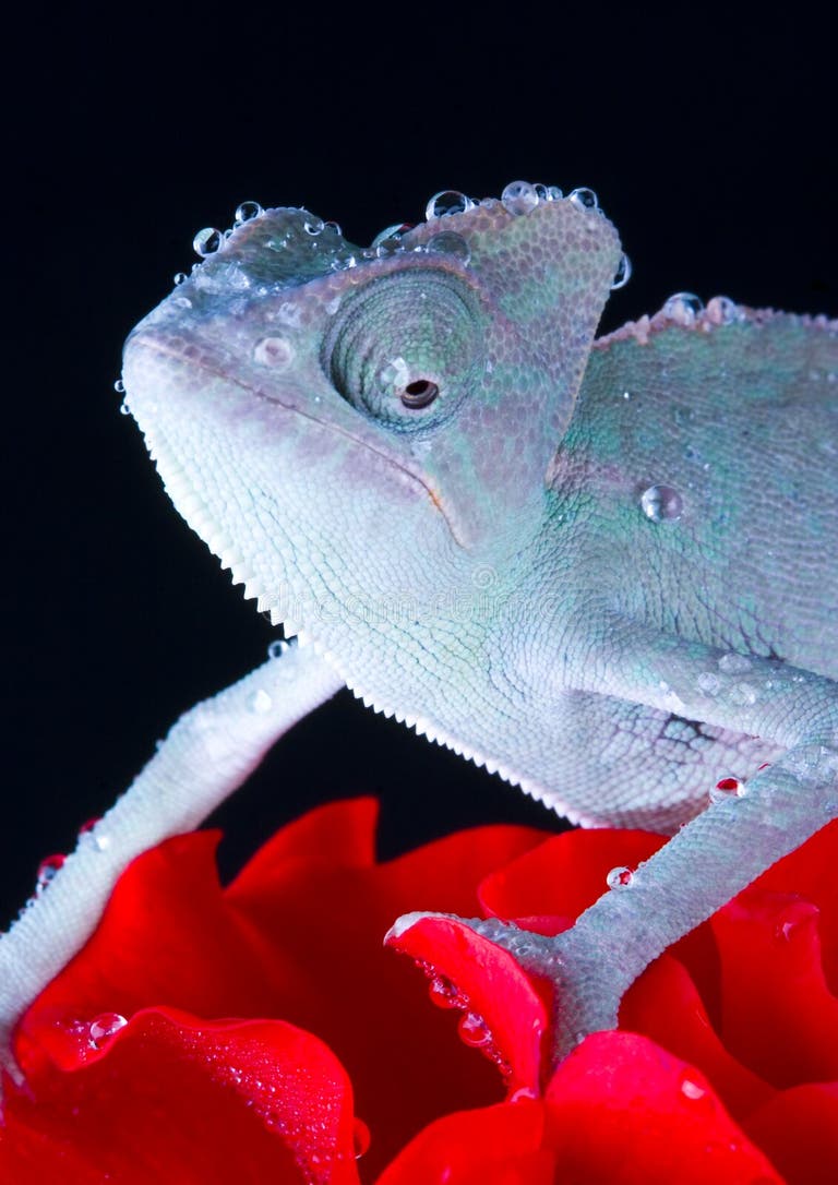 8,121 Lizard Tongue Stock Photos - Free & Royalty-Free Stock Photos