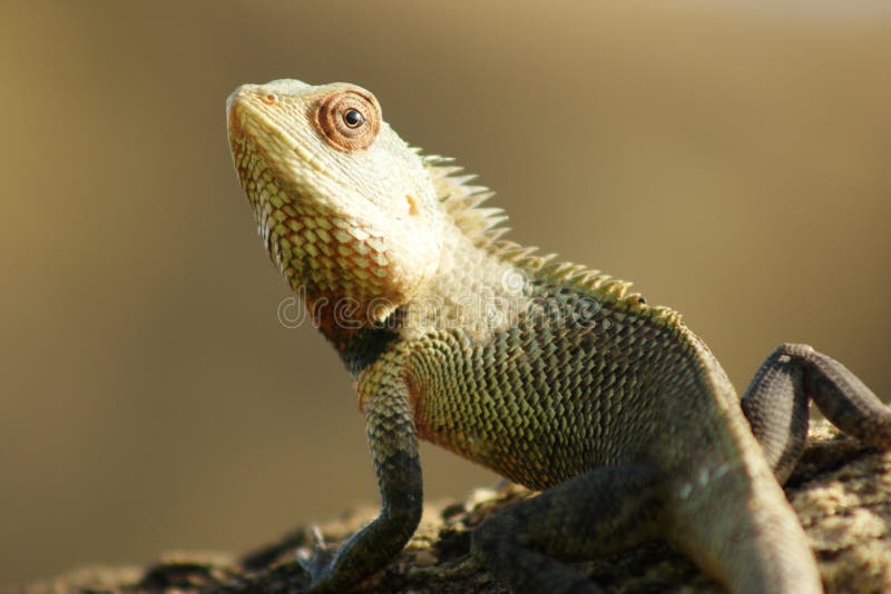 Lizard