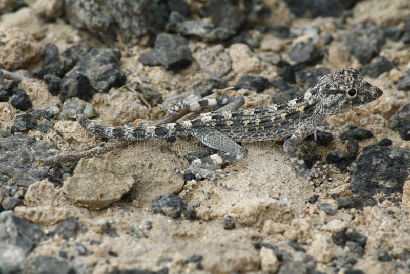 Lizard Camouflage royalty free stock photos