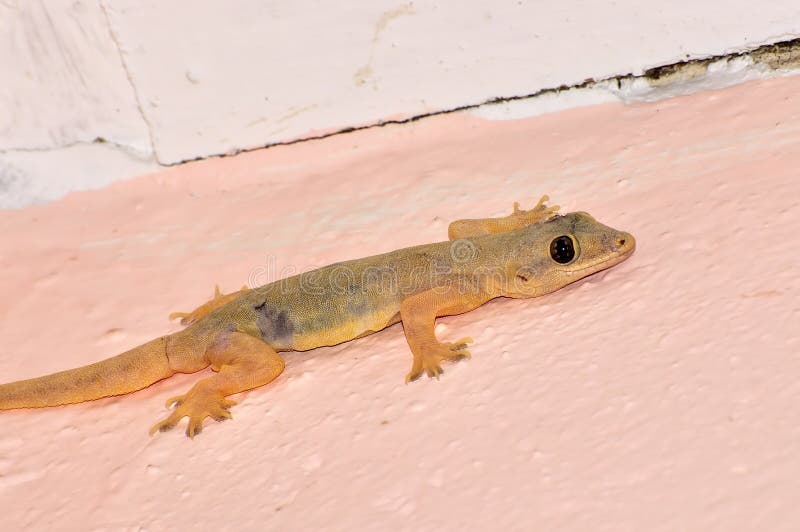 House lizard stock photo. Image of crawl, focus, exotic 29936782