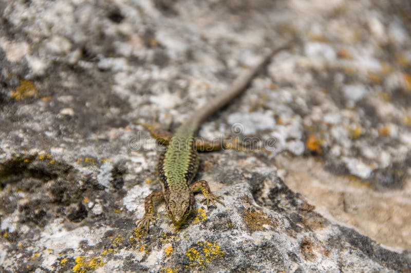 Lizard Crawling on the Rock. Wildlife. Animals. Nature Stock Image - Image of background, crawling: 146224933 Lizard Crawling on the Rock. Wildlife. Animals. Nature Stock Image - Image of background, crawling: 146224933