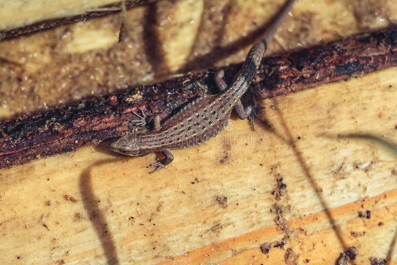 The lizard crawls stock photo. Image of ground, europe 121024536