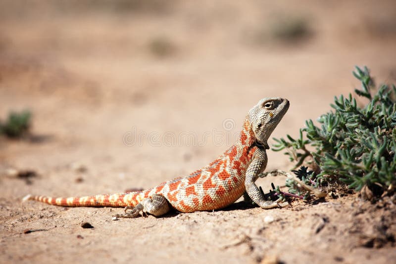 Lagarto en desierto de,.