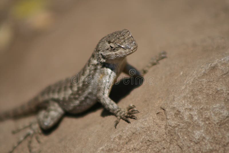Lizard in the desert stock photo. Image of desert, closeup 71995192