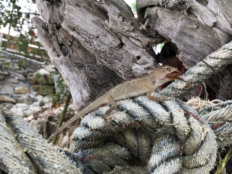 Lizard eating a bug stock image. Image of lizard, samet 186358211