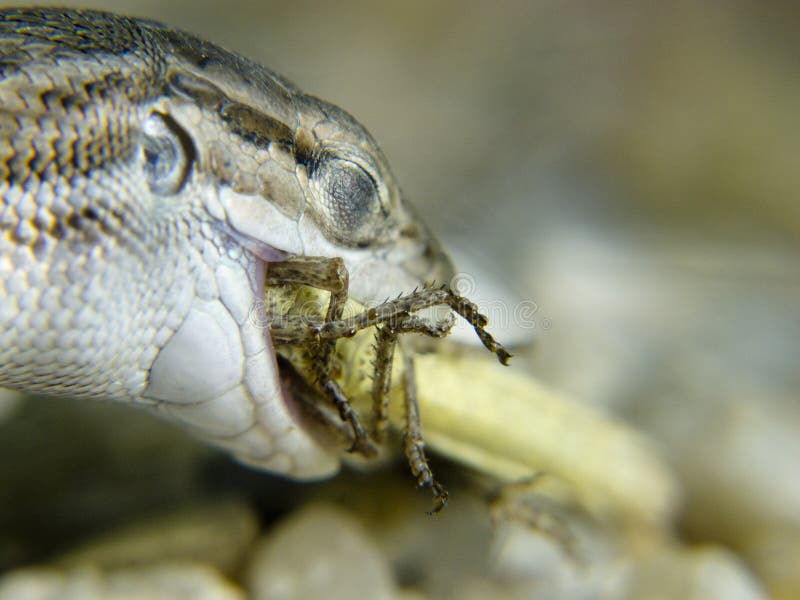 A lizard eating a cricket stock image. Image of saurian 19844941