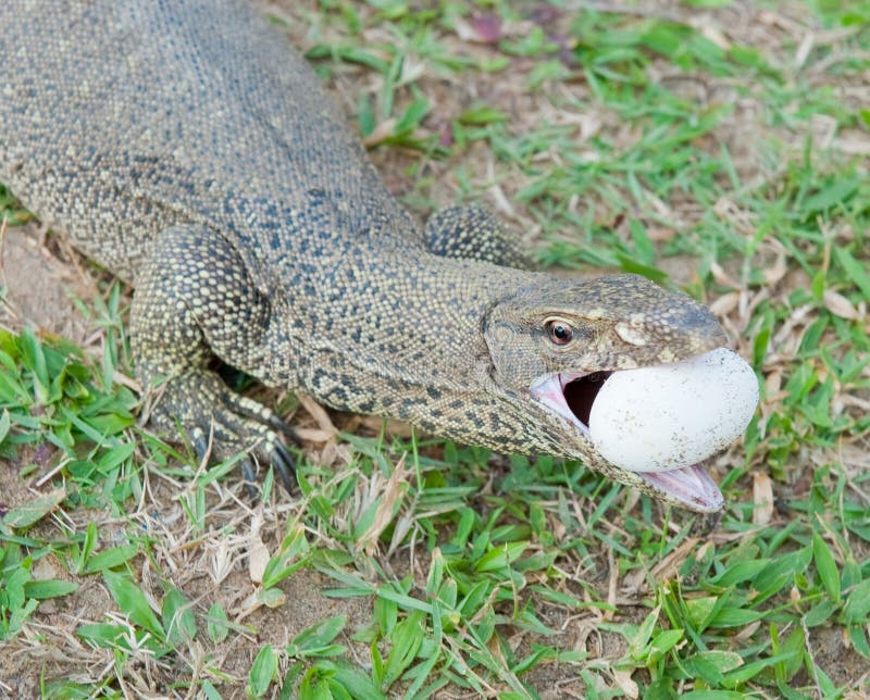The Big Lizard Eats a Small Lizard Stock Photo Image of lizard