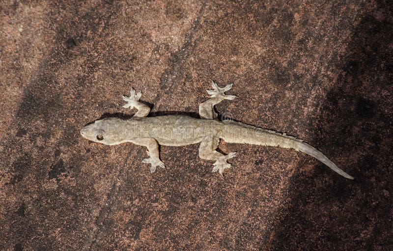Lizard Tattoo Stock Photos Download 99 Royalty Free Photos