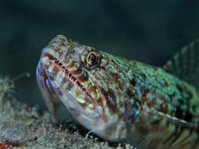 aquarium lizard fish