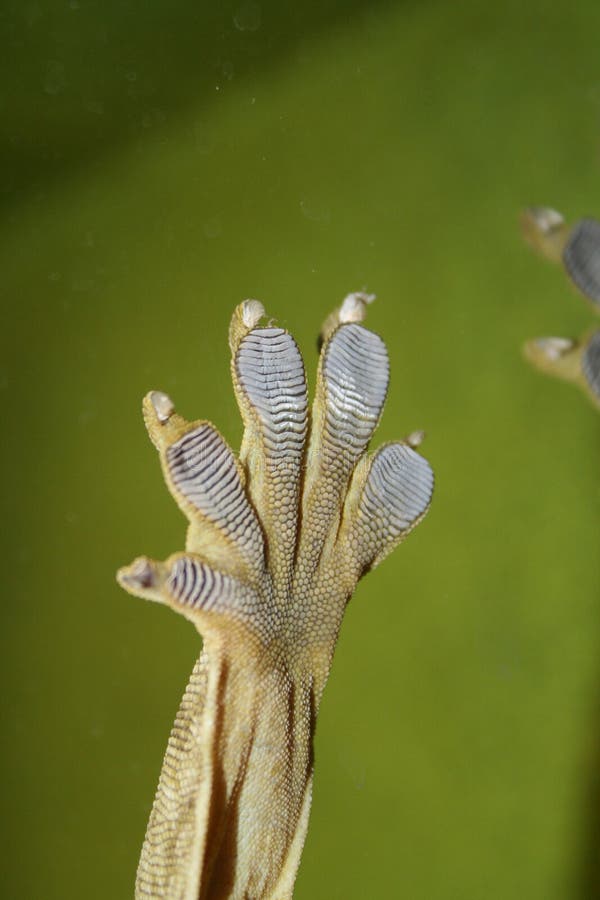 1,553 Lizard Foot Stock Photos Free & RoyaltyFree Stock Photos from