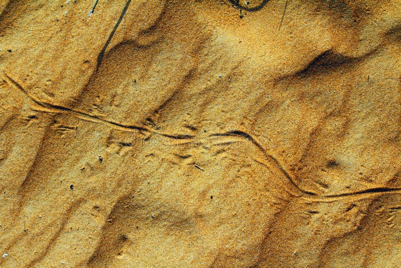 Lizard Footprints in the Sand Trails, Detailed Close Up Macro in Red