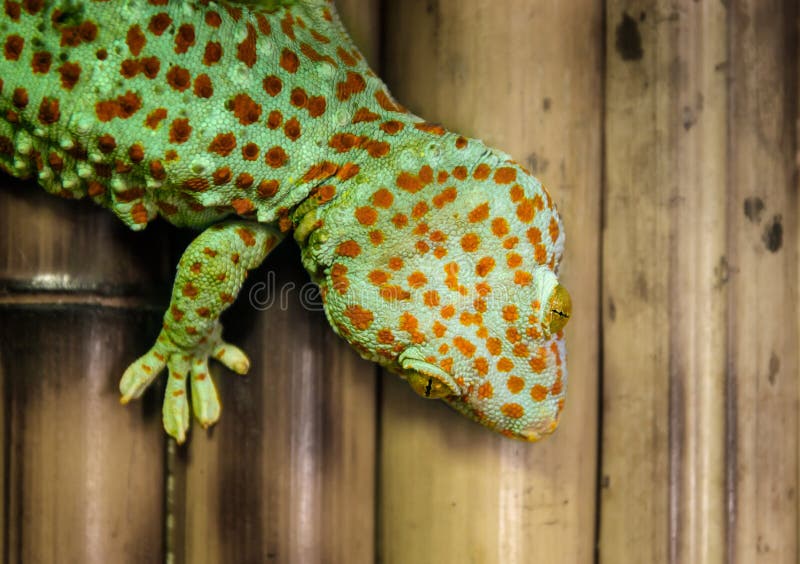 Gecko Hanging Upside Down on a Wall Stock Image Image of creature