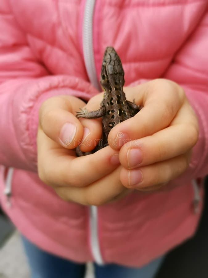 Lizard in the hands of a little girl; children are not afraid of anything