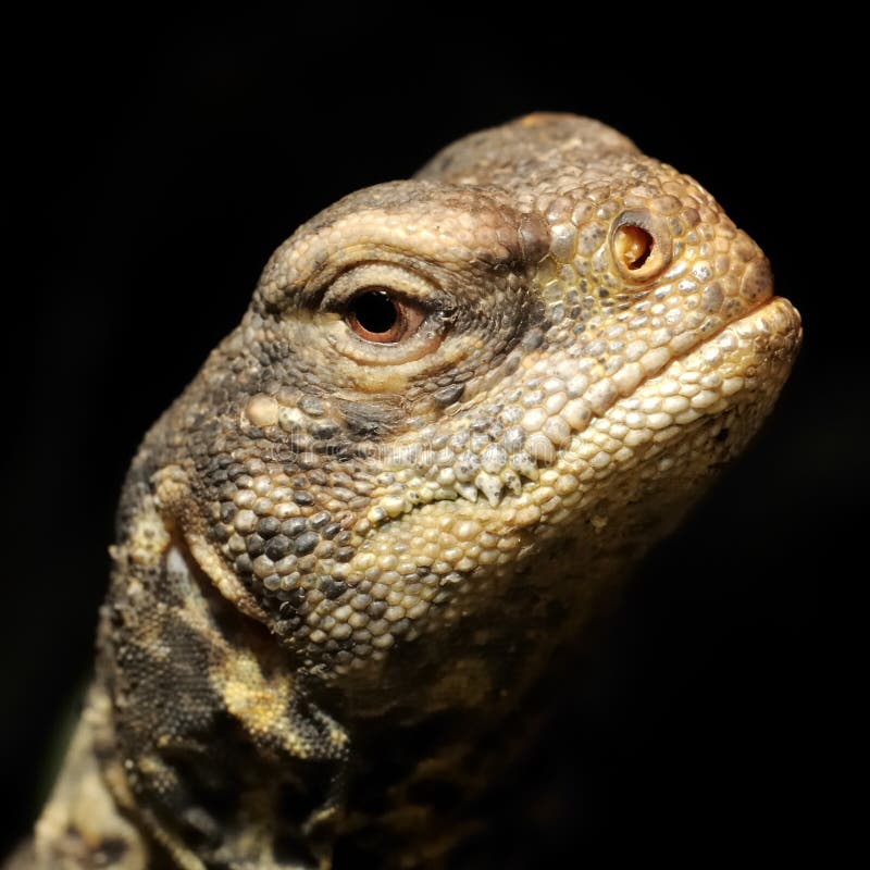Lizard head at night stock photo. Image of textured, wildlife 12138630
