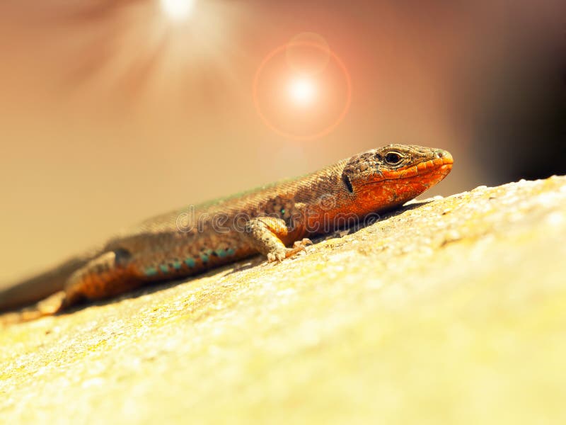 Lizard heat stock photo. Image of head, sunning, animal 82649708