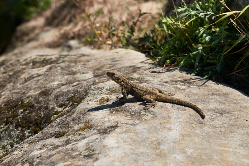 A Lizard Heating Up on the Stone Stock Image Image of life, summer