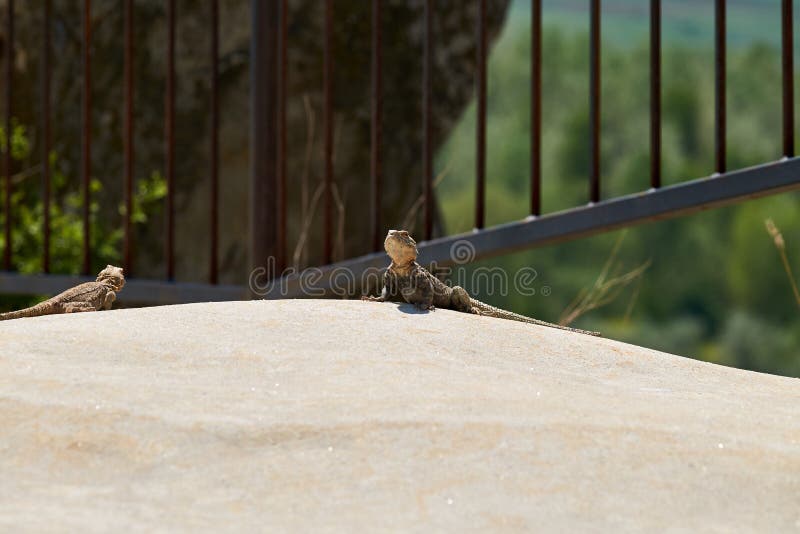 A Lizard Heating Up on the Stone Stock Photo Image of lizard, stone