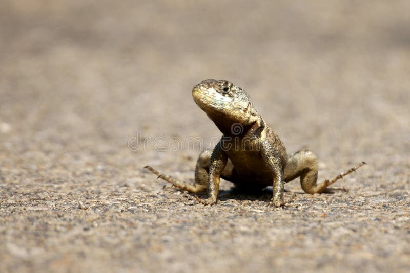 Hot lizard stock image. Image of outdoors, portrait, green 14427809
