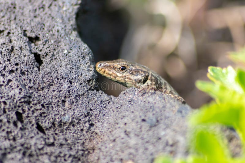 Lizard on the hunt for insects on a hot volcano rock warming up in the sun as hematocryal animal in macro view, isolated and close. Up to see the scaled skin of stock photography Lizard on the hunt for insects on a hot volcano rock warming up in the sun as hematocryal animal in macro view, isolated and close. Up to see the scaled skin of stock photography