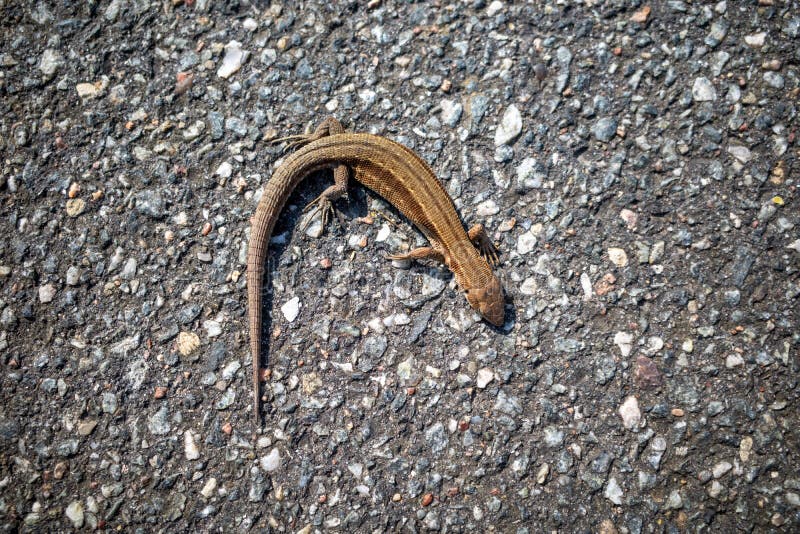 A lizard lies sleeping on the warm asphalt of a road