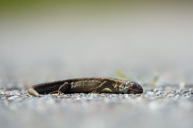 A lizard lies sleeping on the warm asphalt of a road