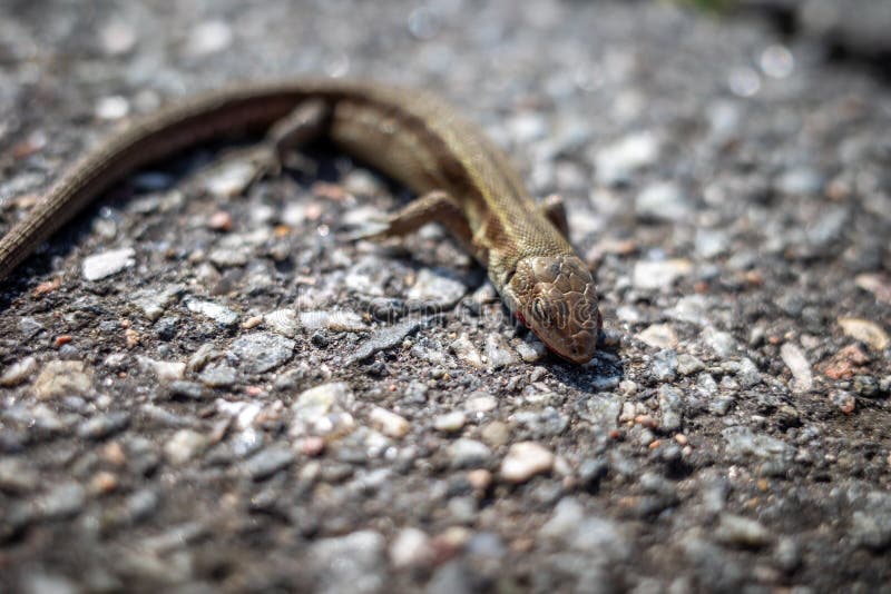 A lizard lies sleeping on the warm asphalt of a road