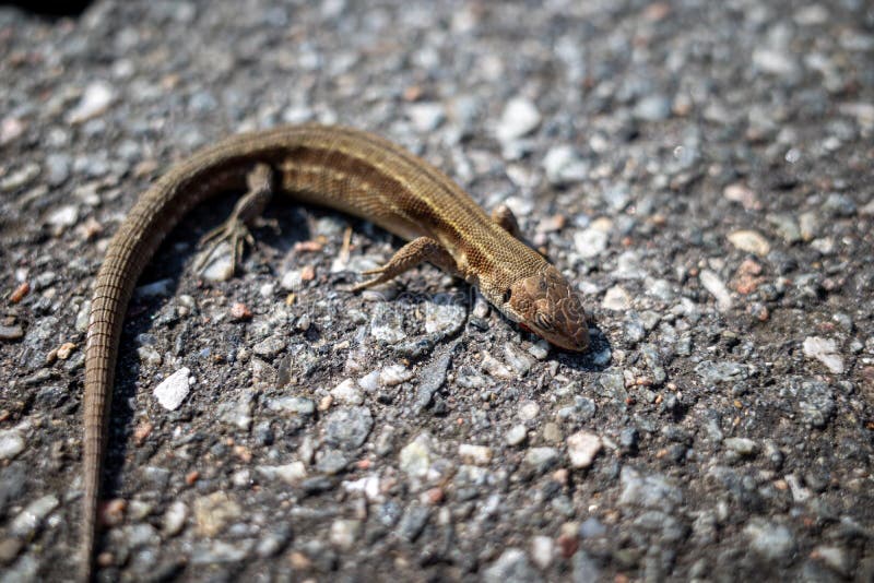 A lizard lies sleeping on the warm asphalt of a road