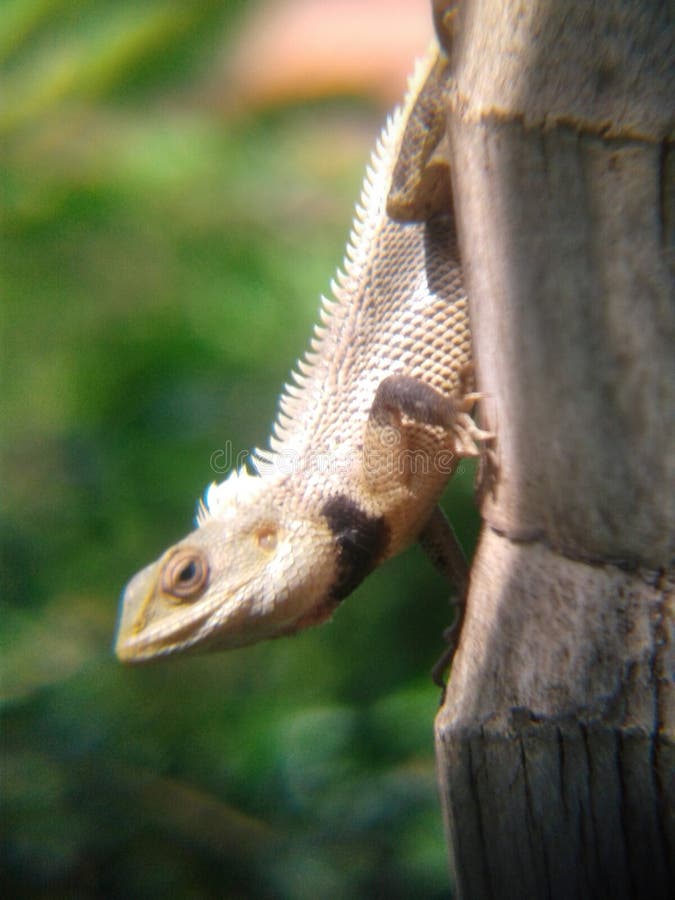 It is a Lizard_like Creature Commonly Found in India it is Called Onan  Stock Photo - Image of animal, coconut: 203260452