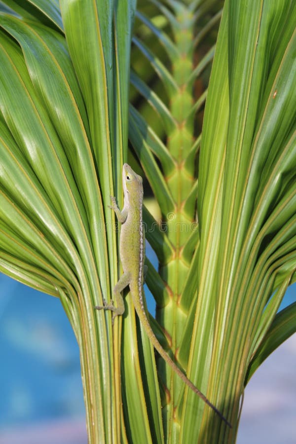 Lizard on palm 2 stock images Lizard on palm 2 stock images