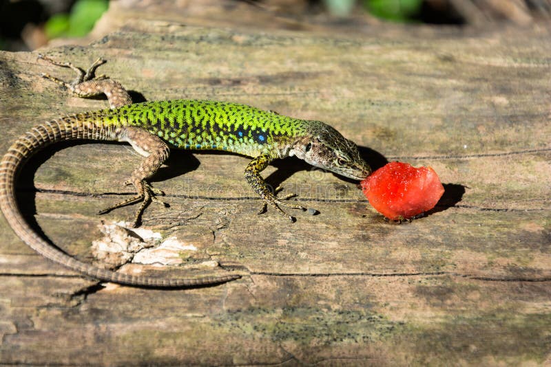 A Lizard and a Piece of Watermelon. Stock Photo Image of wild, lizard