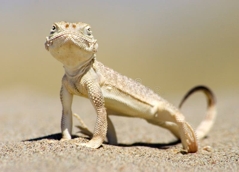 Lizard portait