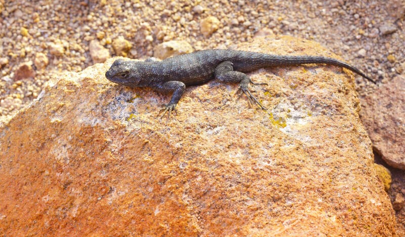 Lizard on Red Rock