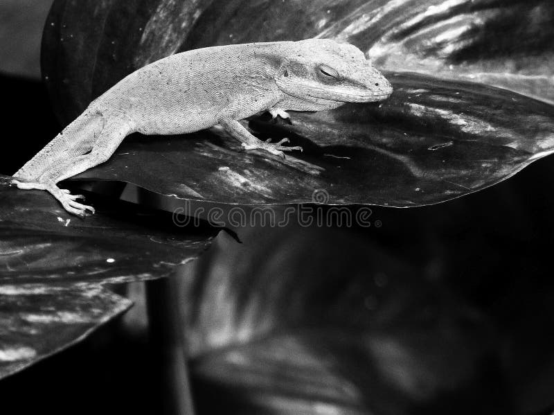 Lizard resting on a leaf captive sleeping cute