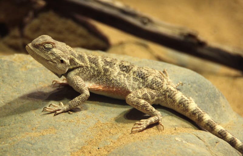 Lizard sleeping on a rock. Lizard sleeping on a rock