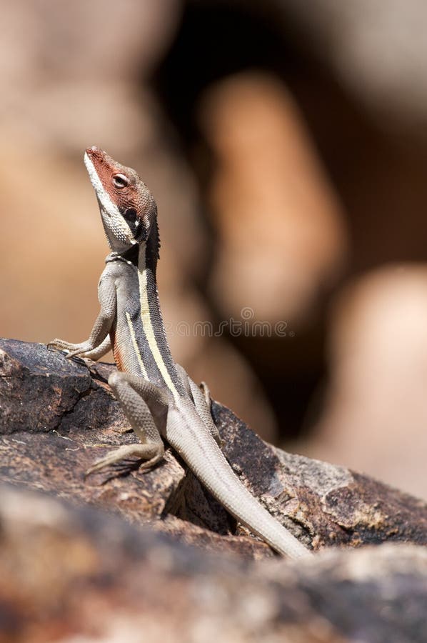 Lizard on Rock stock photo. Image of crawl, adult, background 7573894