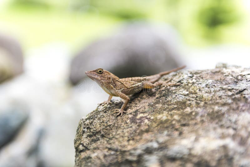Lizard on a Rock, in Its Natural Habitat Stock Photo Image of lizard