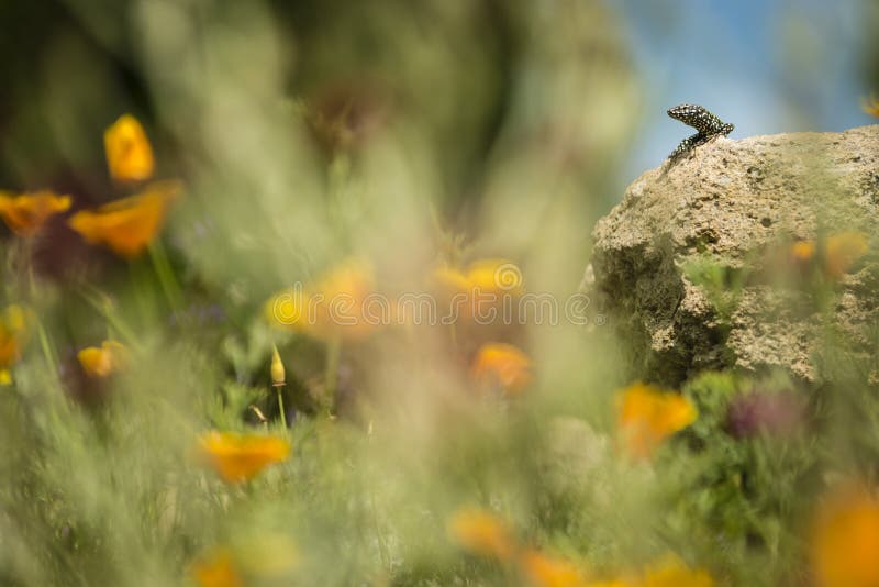 Lizard on rock stock photo. Image of plant, green, background 93671730