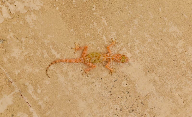 Lizard sandy wall texture Fan-Fingered Gecko
