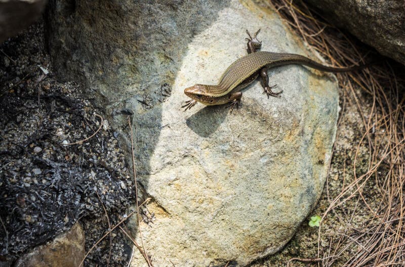 Lizard sitting on rocks stock image. Image of green, dragon 83312955