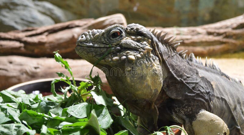 Lizard royalty free stock photo Lizard royalty free stock photo