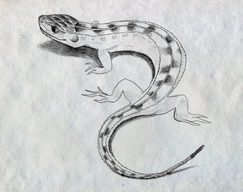 Lizard. Sketch. Graphic Drawing with a Pen. Ink Stock Illustration -  Illustration of retro, tail: 143684102