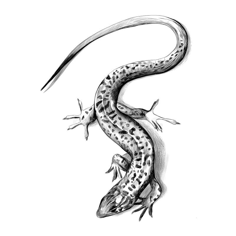 How to draw a lizard step by step - YouTube