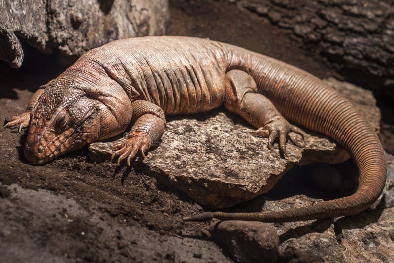 Brown Lizard sleeping on a rock
