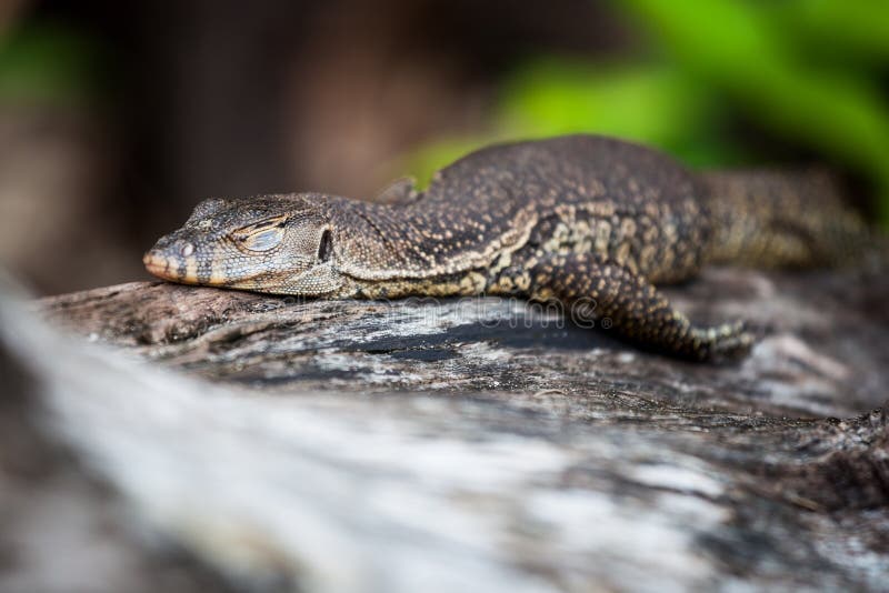 Lizard sleeping on log in nature