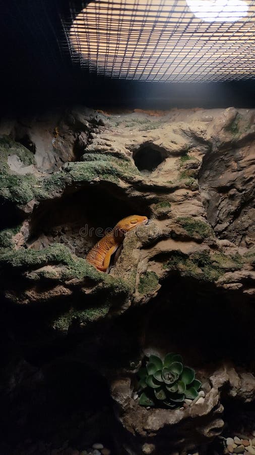 Lizard sleeping on rock in afternoon