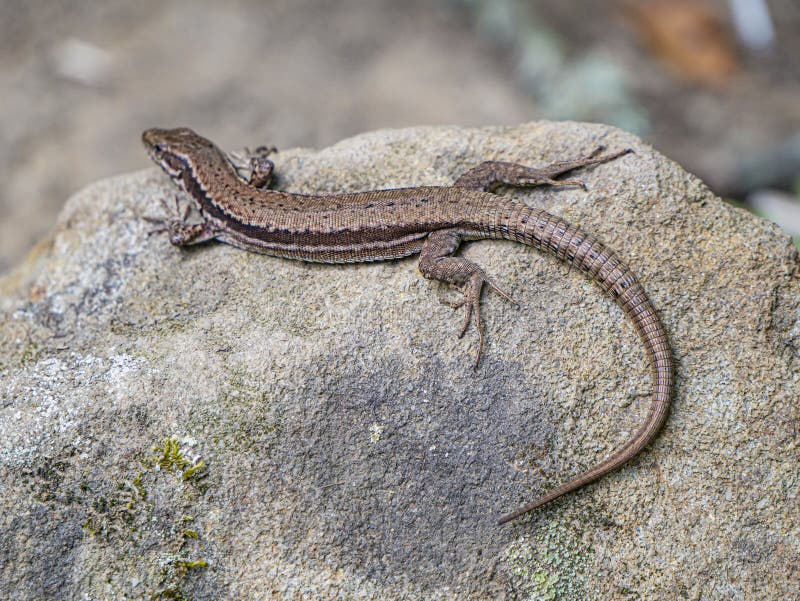 Lizard sleeping in the sun. Big reptile creeping animal. Amazing nature.