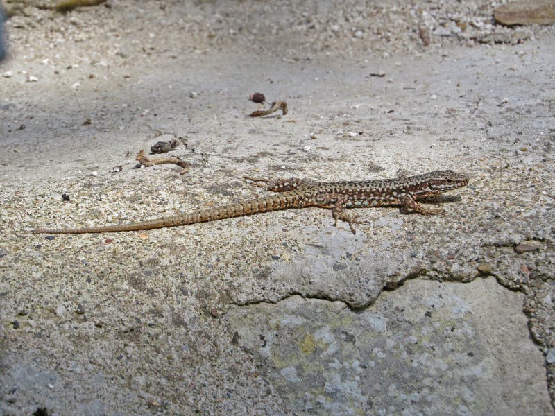 Lizard sleeping in the sun. Big reptile creeping animal. Amazing nature.