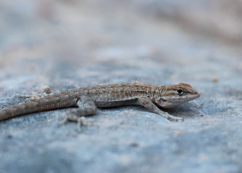 Lizard stock image. Image of wildlife, crawl, desert 61492823
