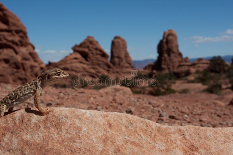 Lizard stepping in